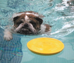 easyglider2.gif