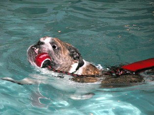 Floating Dog Toys