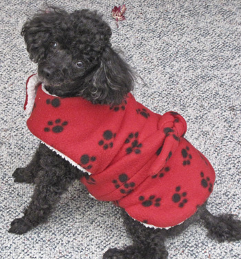 Shadow wearing the extra small size red w/black paws robe