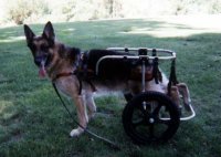 Zion, a beautiful German Shepherd, has Degenerative Myelopathy.. and a family who loves him greatly.