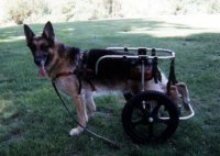 Zion, a beautiful German Shepherd, has Degenerative Myelopathy.. and a family who loves him greatly. Zion, a beautiful German Shepherd, has Degenerative Myelopathy.. and a family who loves him greatly.