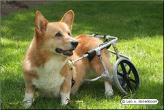 Guido in his cart