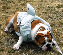 Example of what not to use as a Canine Flotation Device!!!