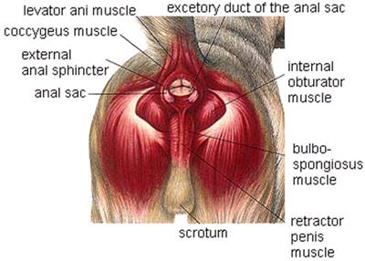 Bowel Expression