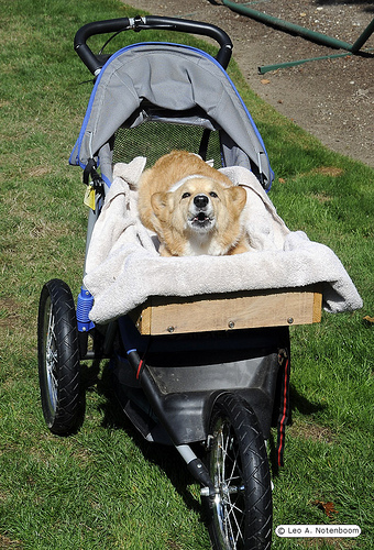 Guido in his buggy