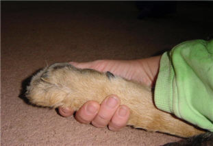 Paw in Hand