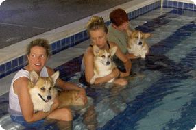 A pool full of darling Corgi pups - Level One students enjoy practicing massage.