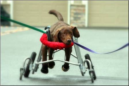 Trooper in his cart